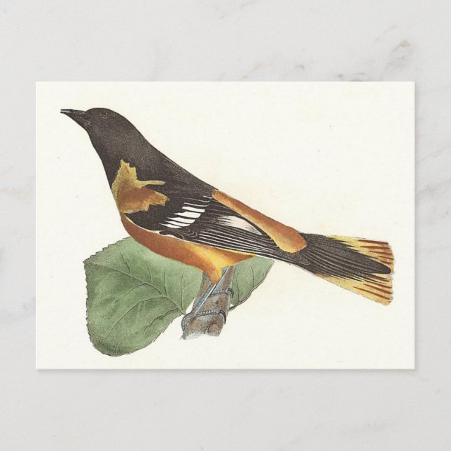 Postal El Oriole de Oro o Baltimore (Icterus galbula) (Anverso)