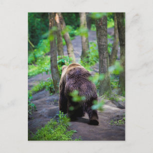 Postal El Oso Camina Por El Bosque De Los Bosques