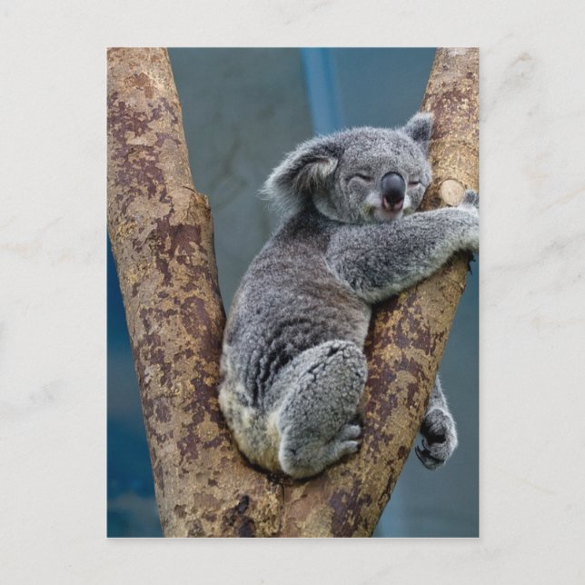 Postal El Oso De Koala Dormía Abrazando Un Árbol (Anverso)