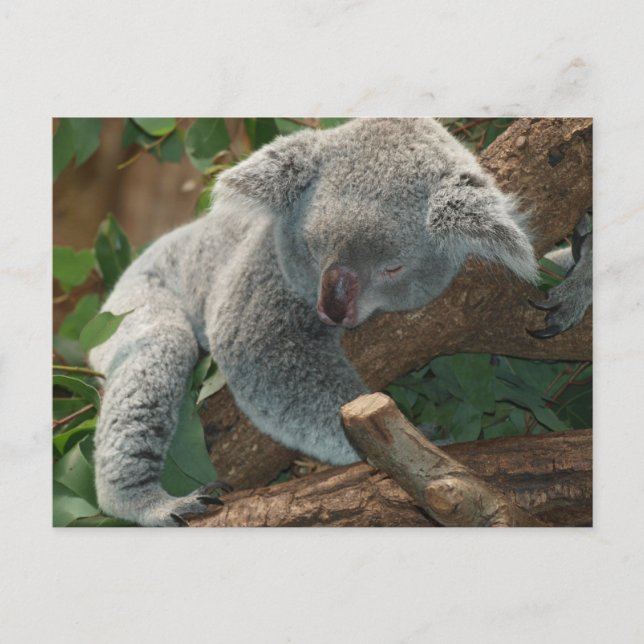 Postal El Oso De Koala Durmiente (Anverso)