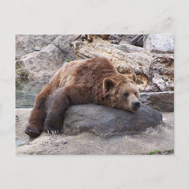 Postal El Oso Grizzly Descansa En La Roca (Anverso)
