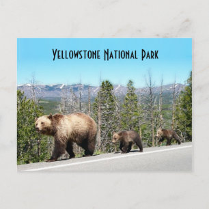 Postal El oso grizzly salvaje mamá y cobs en piedra amari