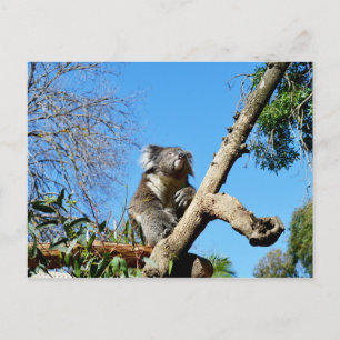 Postal El Oso Koala,