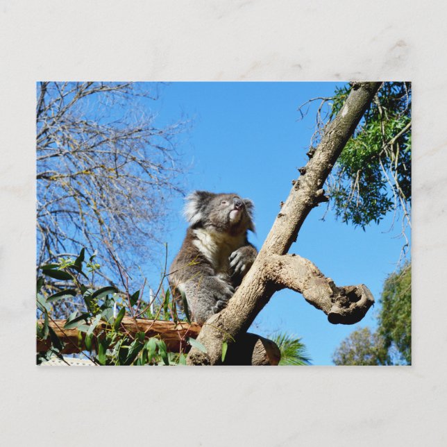 Postal El Oso Koala, (Anverso)