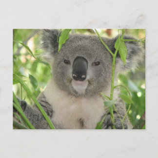 Postal El oso Koala de Helaine