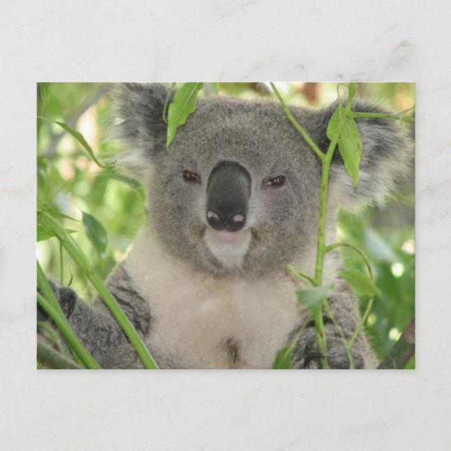 Postal El oso Koala de Helaine (Anverso)