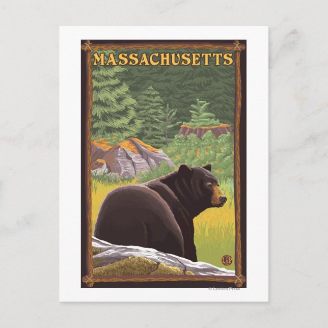 Postal El oso negro de Massachusetts en el bosque (Anverso)