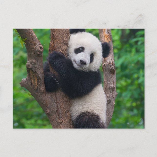 Postal El oso panda adorable en el árbol (Anverso)