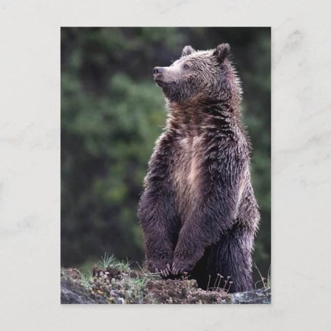 Postal El oso pardo (Anverso)