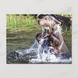 Postal El oso pardo en el agua