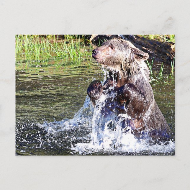 Postal El oso pardo en el agua (Anverso)