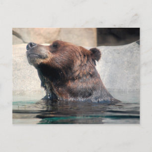 Postal El oso pardo en el agua