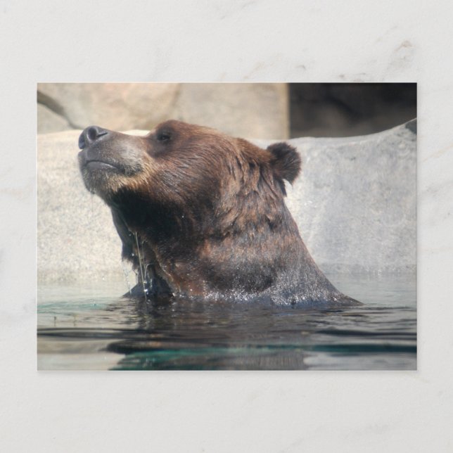 Postal El oso pardo en el agua (Anverso)