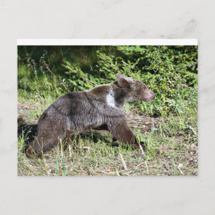 Postal El oso pardo en fuga