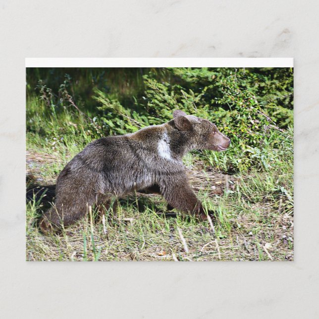 Postal El oso pardo en fuga (Anverso)