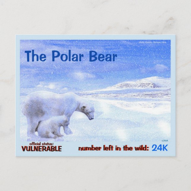 Postal El oso polar es un animal en peligro de extinción  (Anverso)