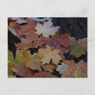 Postal El otoño deja por todas partes