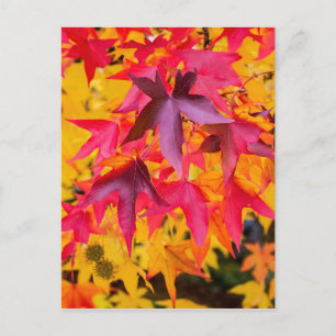 Postal El Otoño Deja Rojo Y Amarillo
