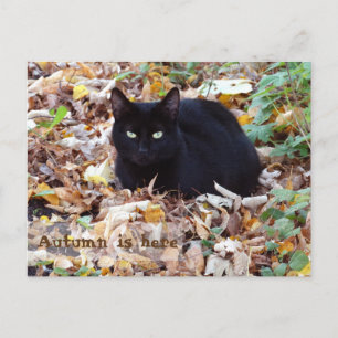 Postal El otoño está aquí Black Cat Postcard