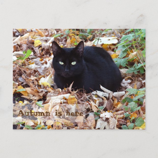 Postal El otoño está aquí Black Cat Postcard (Anverso)