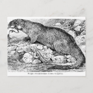 Postal El Otter