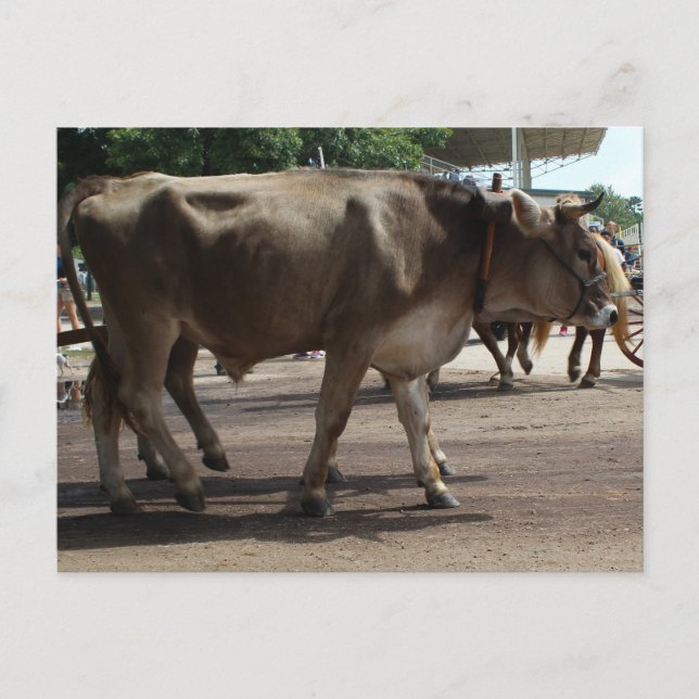 Postal El Oxen (Anverso)