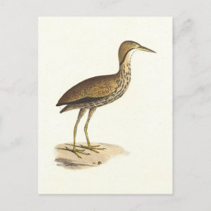 Postal El pájaro Bittern estadounidense (Botaurus lentigi