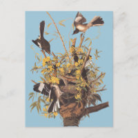 El pájaro burlón de Audubon