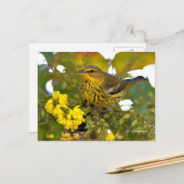 Postal El pájaro de la guerra del Cabo de Mayo con Mahoni
