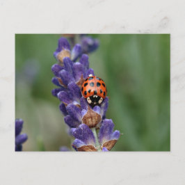 Postal El pájaro de las aves de corral adora la lavanda