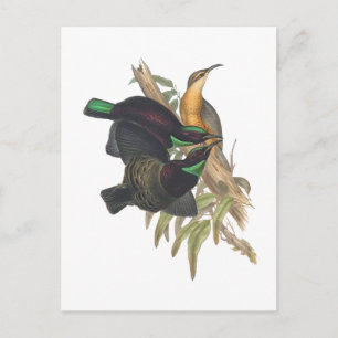 Postal El pájaro de Victoria Rifle