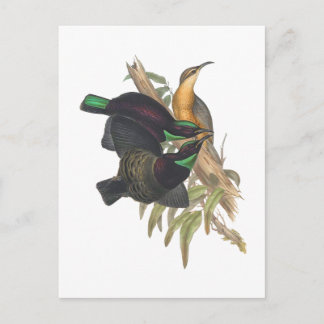 Postal El pájaro de Victoria Rifle