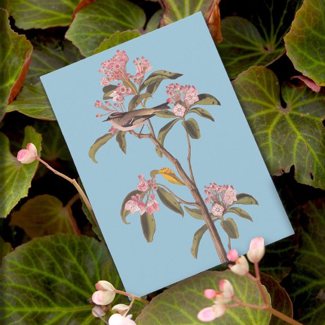 Postal El pájaro del canto de Audubon en el autobús rosad (Subido por el creador)