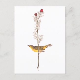 Postal El pájaro embrujado de Audubon sobre la flor roja
