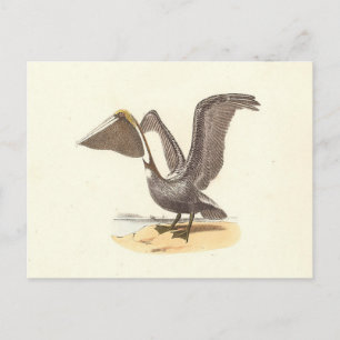 Postal El pájaro Pelican marrón (Pelecanus occidentalis) 