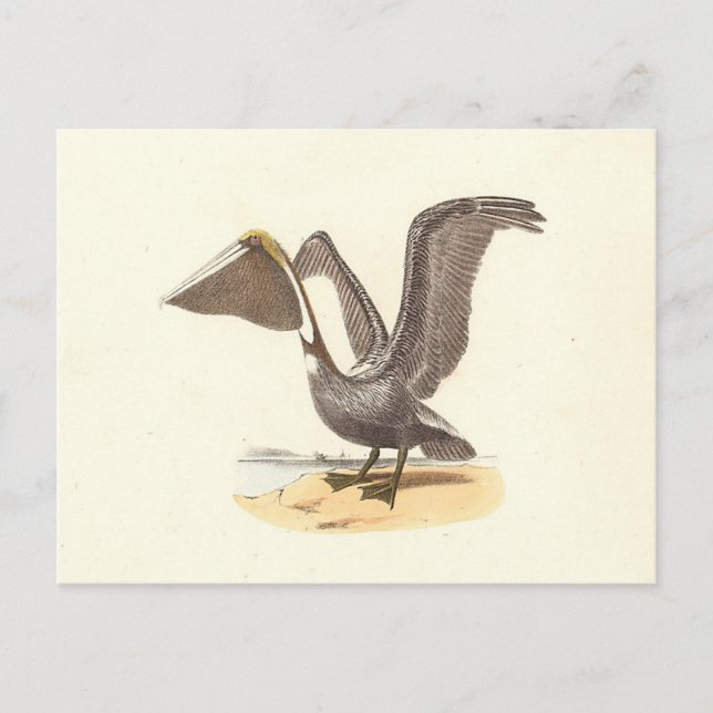 Postal El pájaro Pelican marrón (Pelecanus occidentalis)  (Anverso)