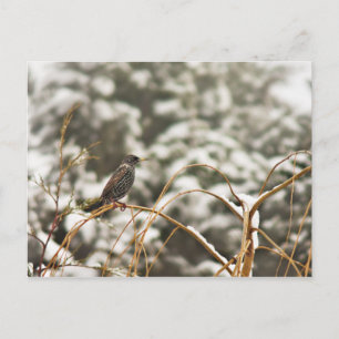 Postal El pájaro que mira fijamente en la Nieve