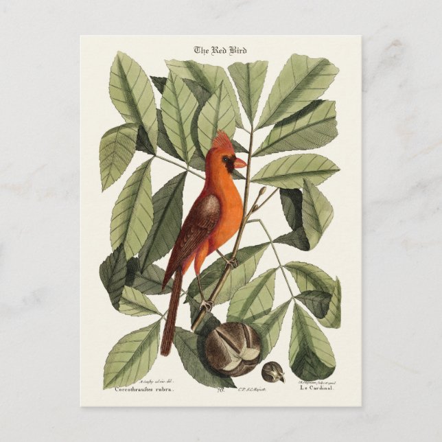 Postal El pájaro rojo (Anverso)