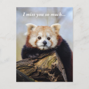 Postal El Panda Rojo Cuerdo Te Extraña Tanto