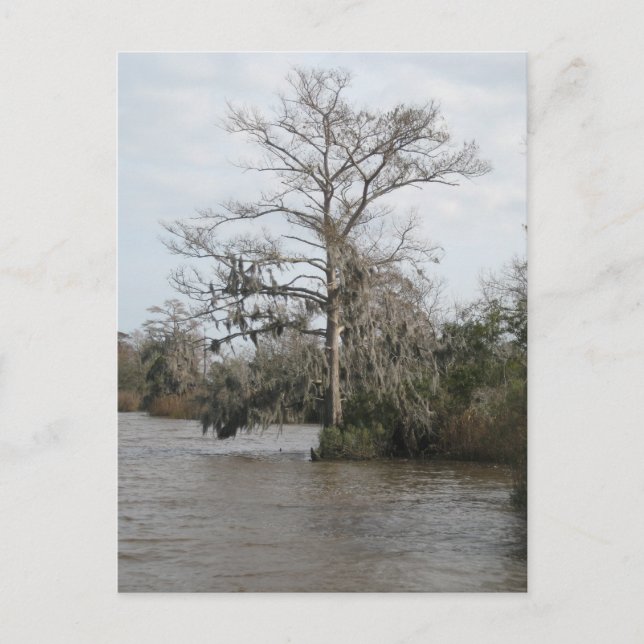 Postal El pantano de Georgia (Anverso)