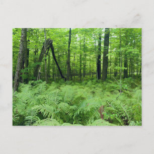 Postal El parque estatal Jay Cooke Ferns y Forest