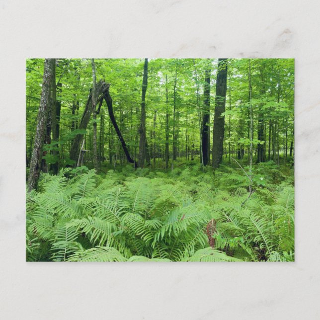 Postal El parque estatal Jay Cooke Ferns y Forest (Anverso)