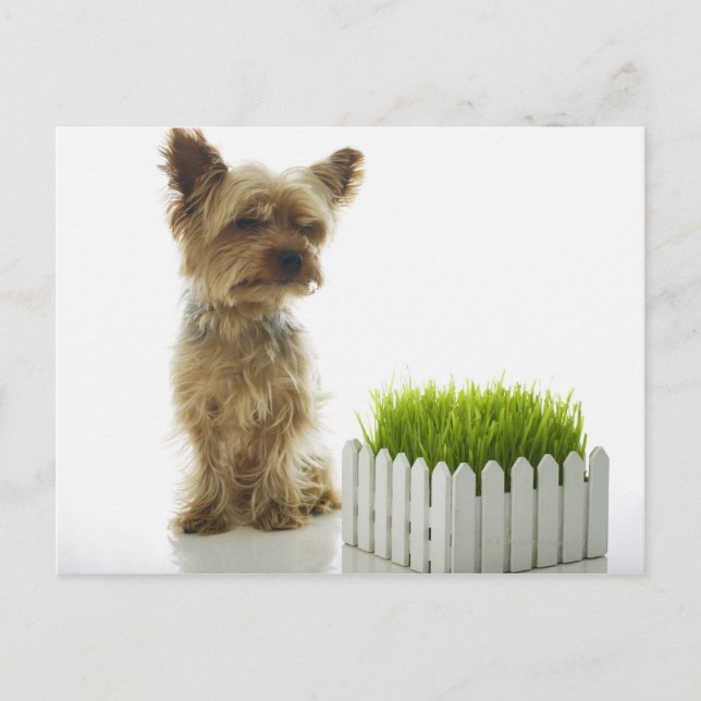 Postal El patio de los vecinos con olfateo de perros (Anverso)