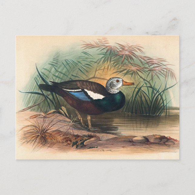 Postal El pato blindado de Joseph Wolf (Anverso)
