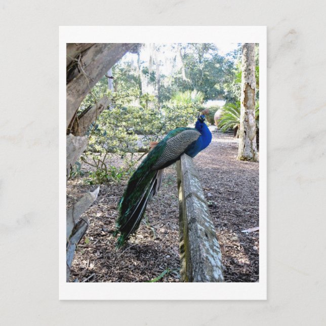 Postal El pavo real (Anverso)