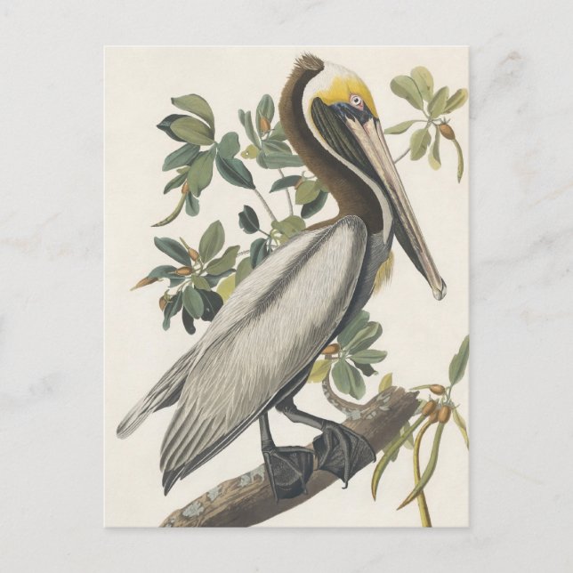 Postal El pelícano marrón de Audubon (Anverso)