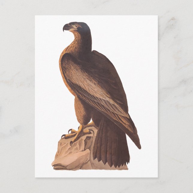 Postal El pequeño águila calva de Audubon en el rock marr (Anverso)
