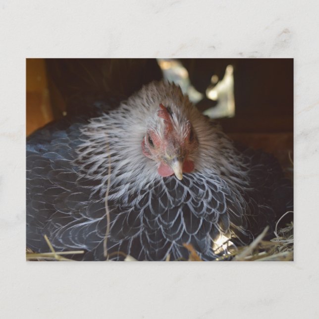 Postal El pequeño Bantam japonés. (Anverso)