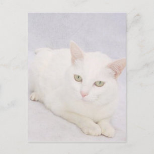 Postal El pequeño gato blanco