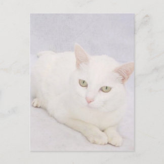Postal El pequeño gato blanco